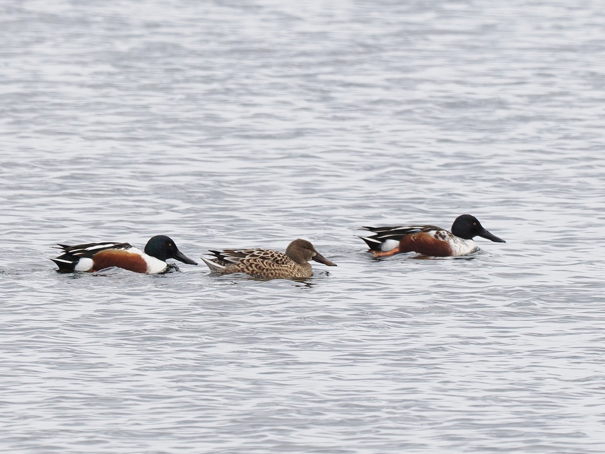 琵嘴鴨 - ML646064202