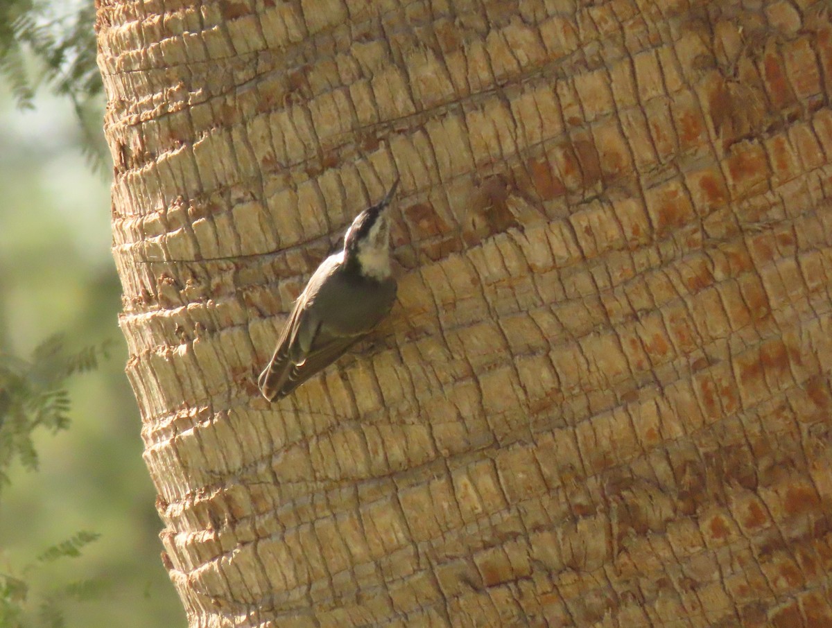 White-breasted Nuthatch - ML646064203