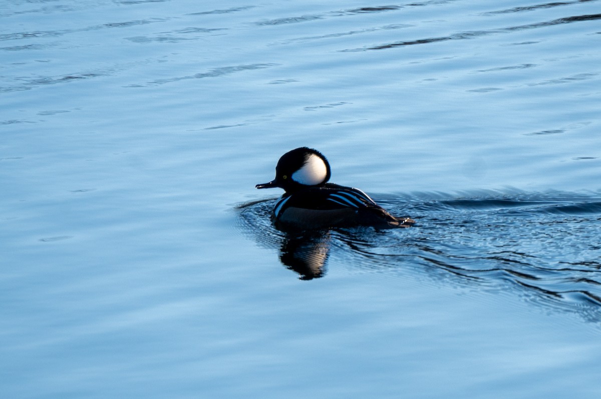 Hooded Merganser - ML646064205