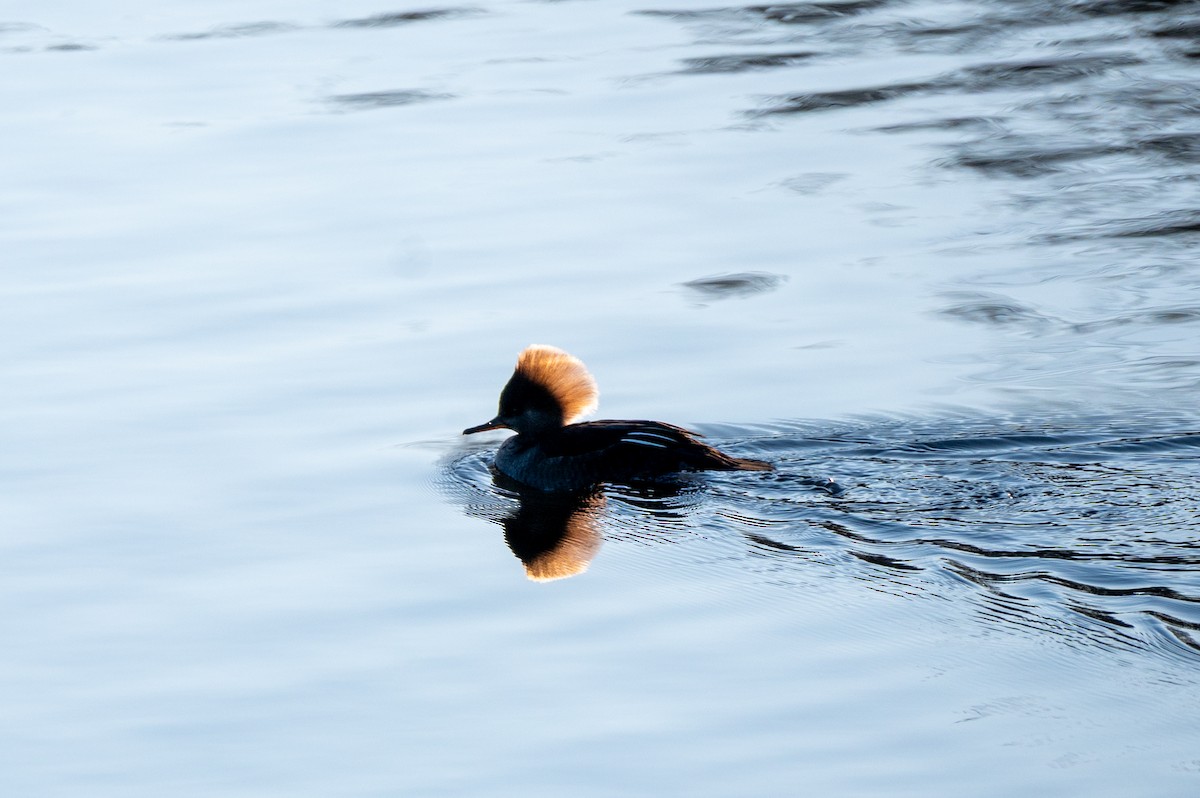 Hooded Merganser - ML646064206