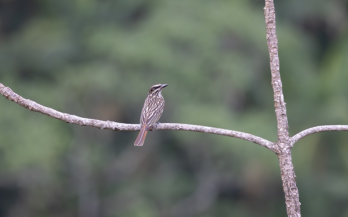 Streaked Flycatcher - ML646064207