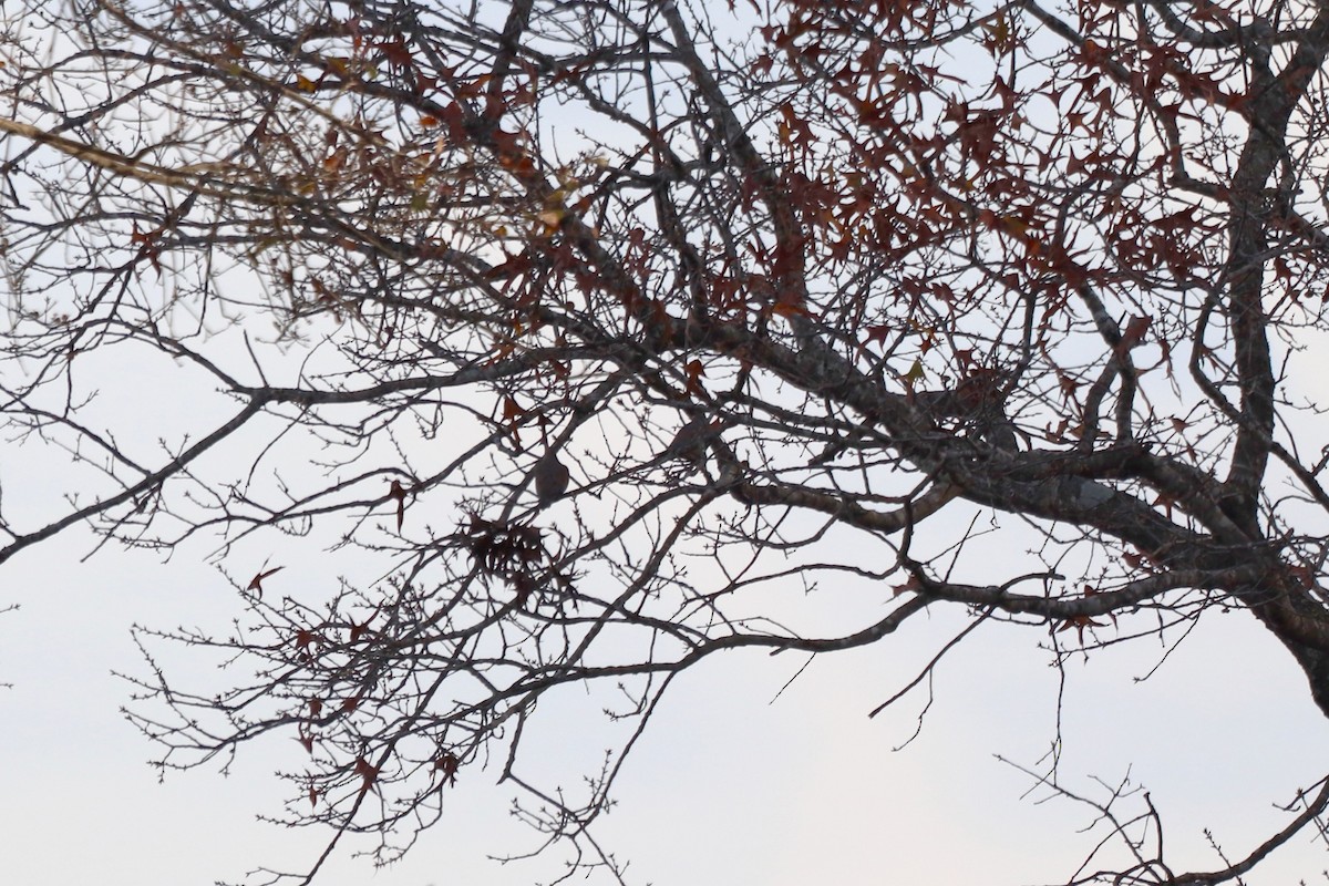 Mourning Dove - ML646064208