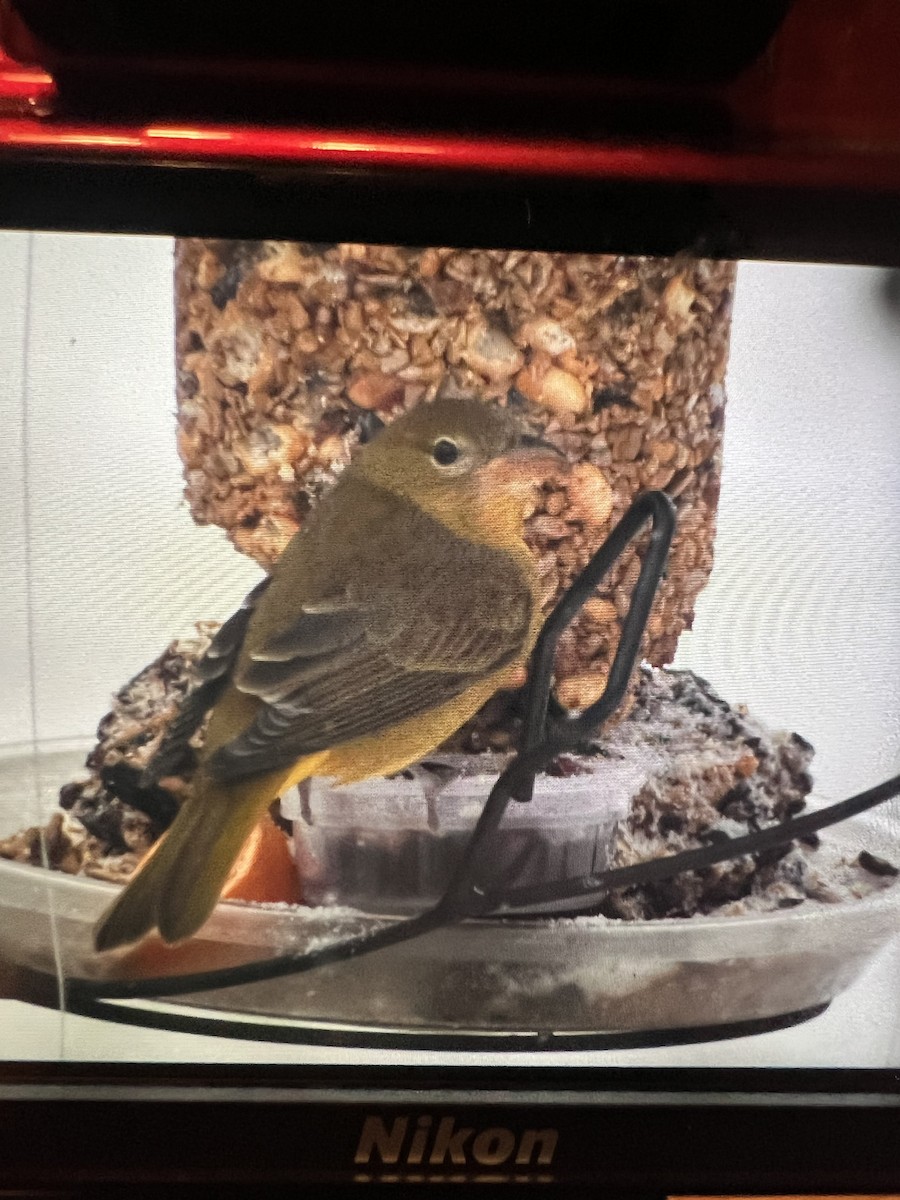 Summer Tanager - ML646064209