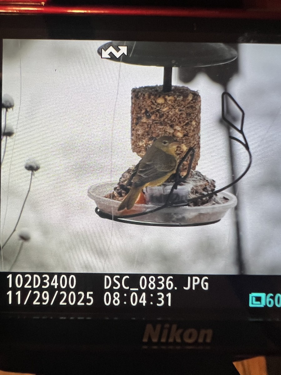 Summer Tanager - ML646064210