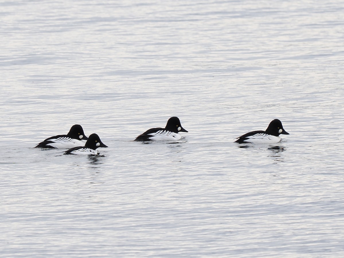 鵲鴨 - ML646064219