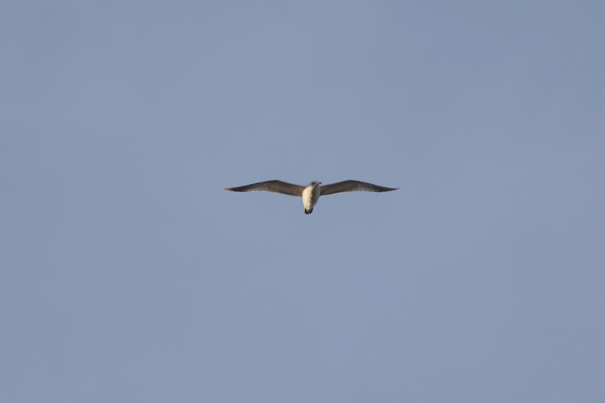 gull sp. - ML646064221