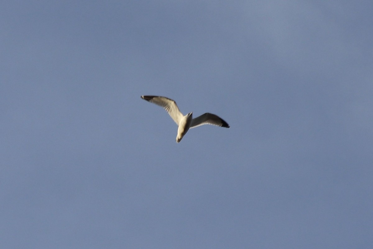 gull sp. - ML646064222