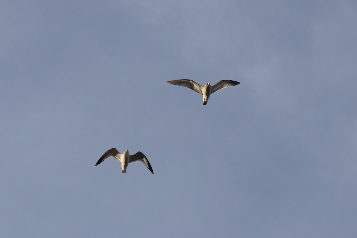 gull sp. - ML646064224