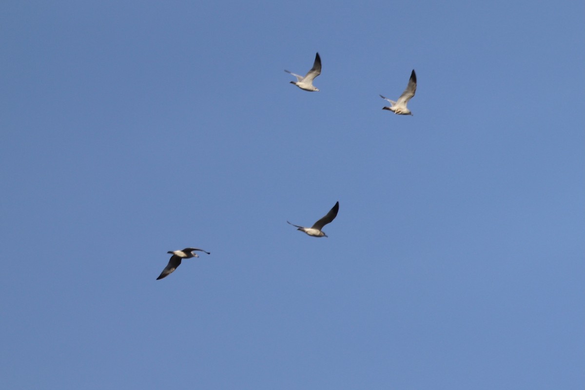 gull sp. - ML646064225