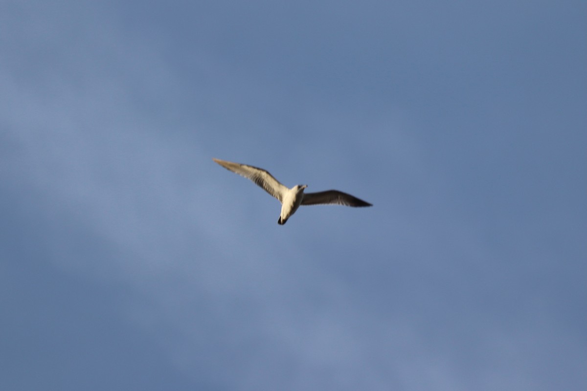 gull sp. - ML646064226