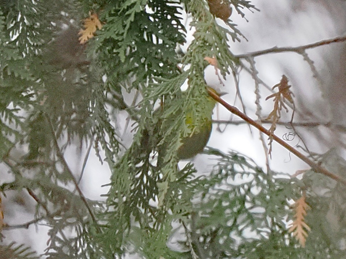 Townsend's Warbler - ML646064242