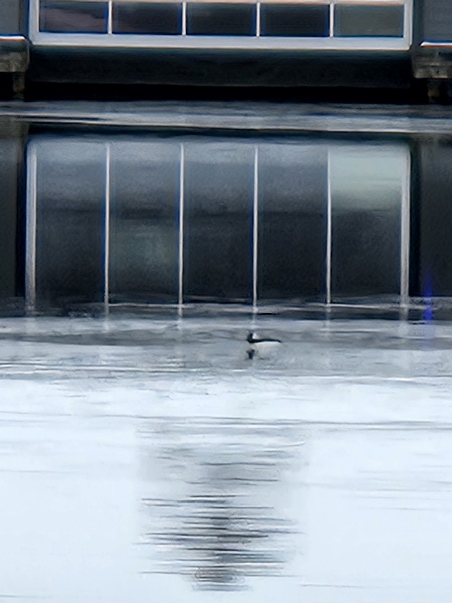 Bufflehead - ML646064249