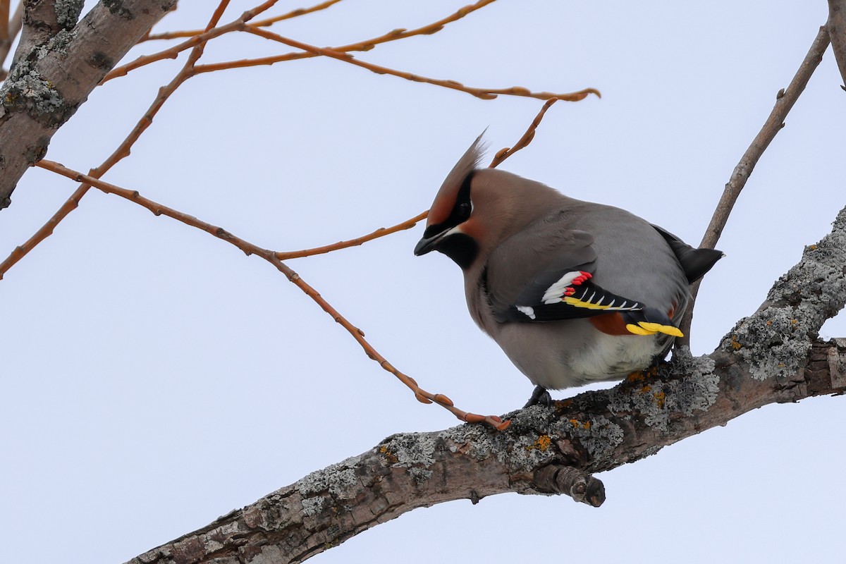 黃連雀 - ML646064257