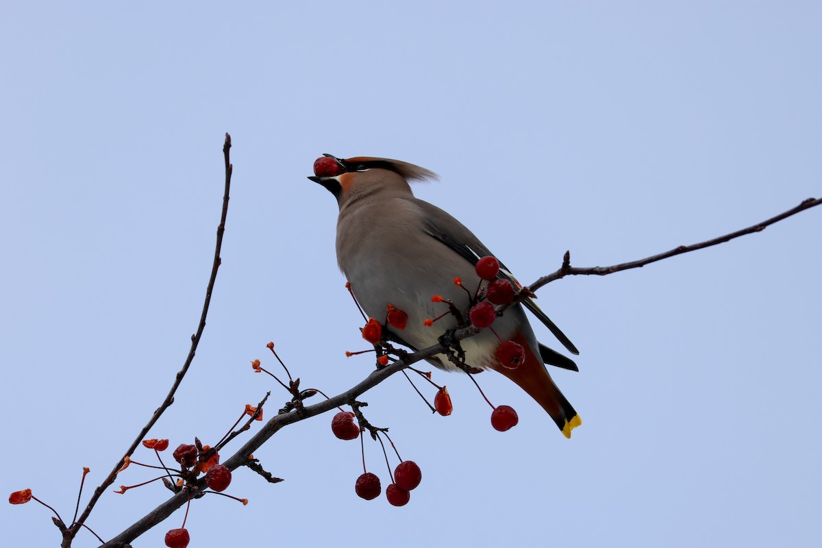 黃連雀 - ML646064258