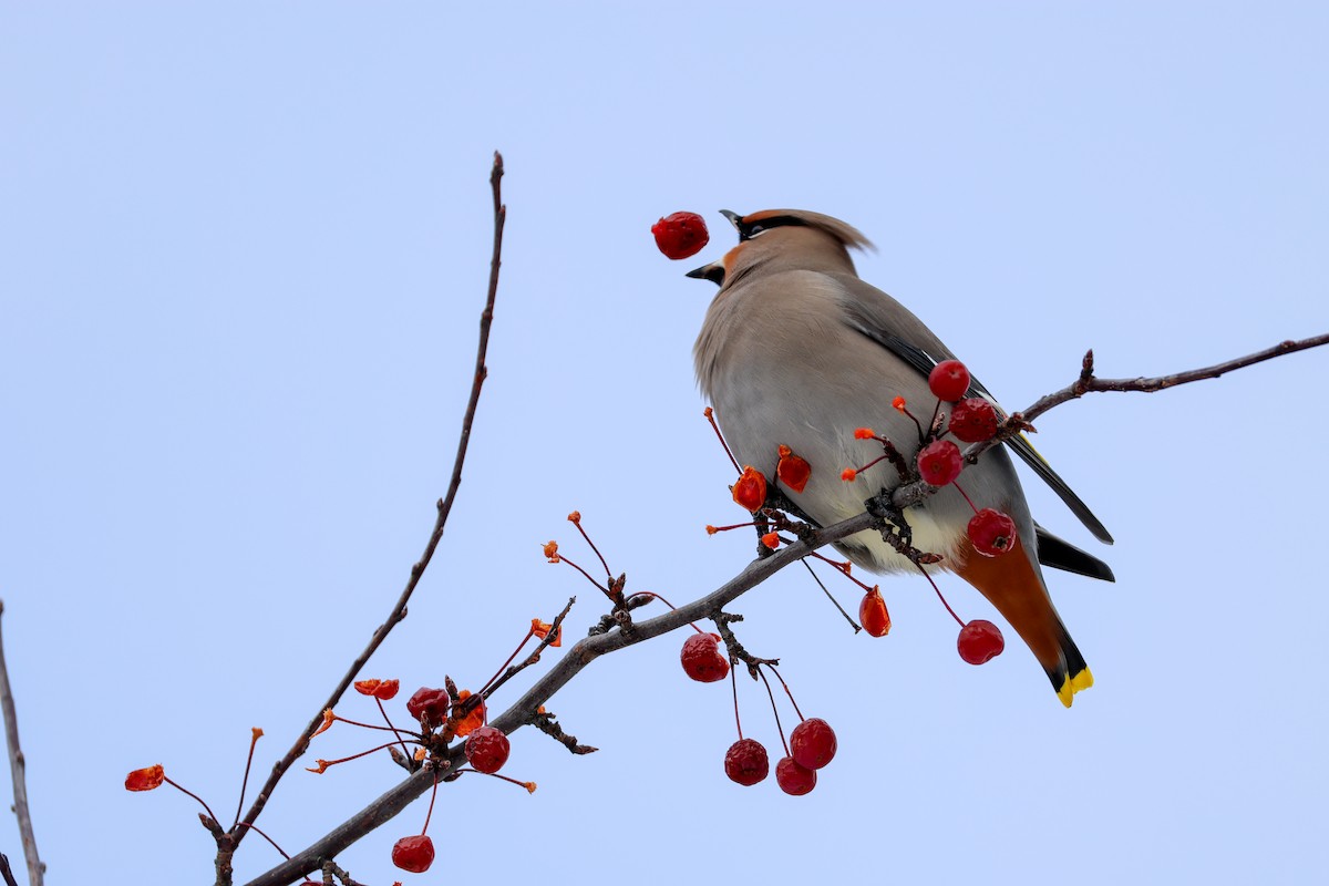 黃連雀 - ML646064259