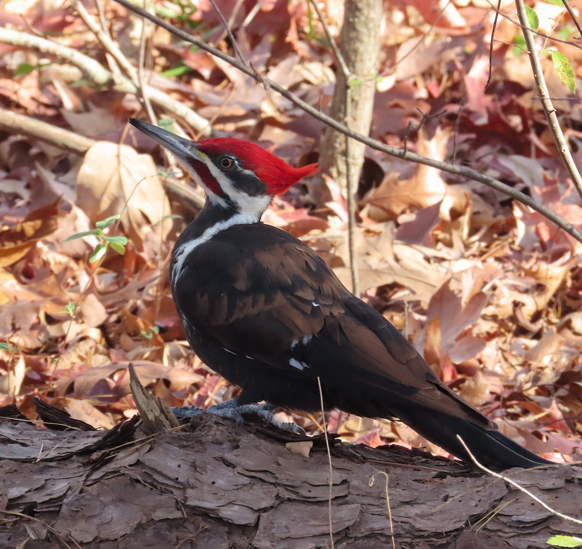 Pileated Woodpecker - ML646064261