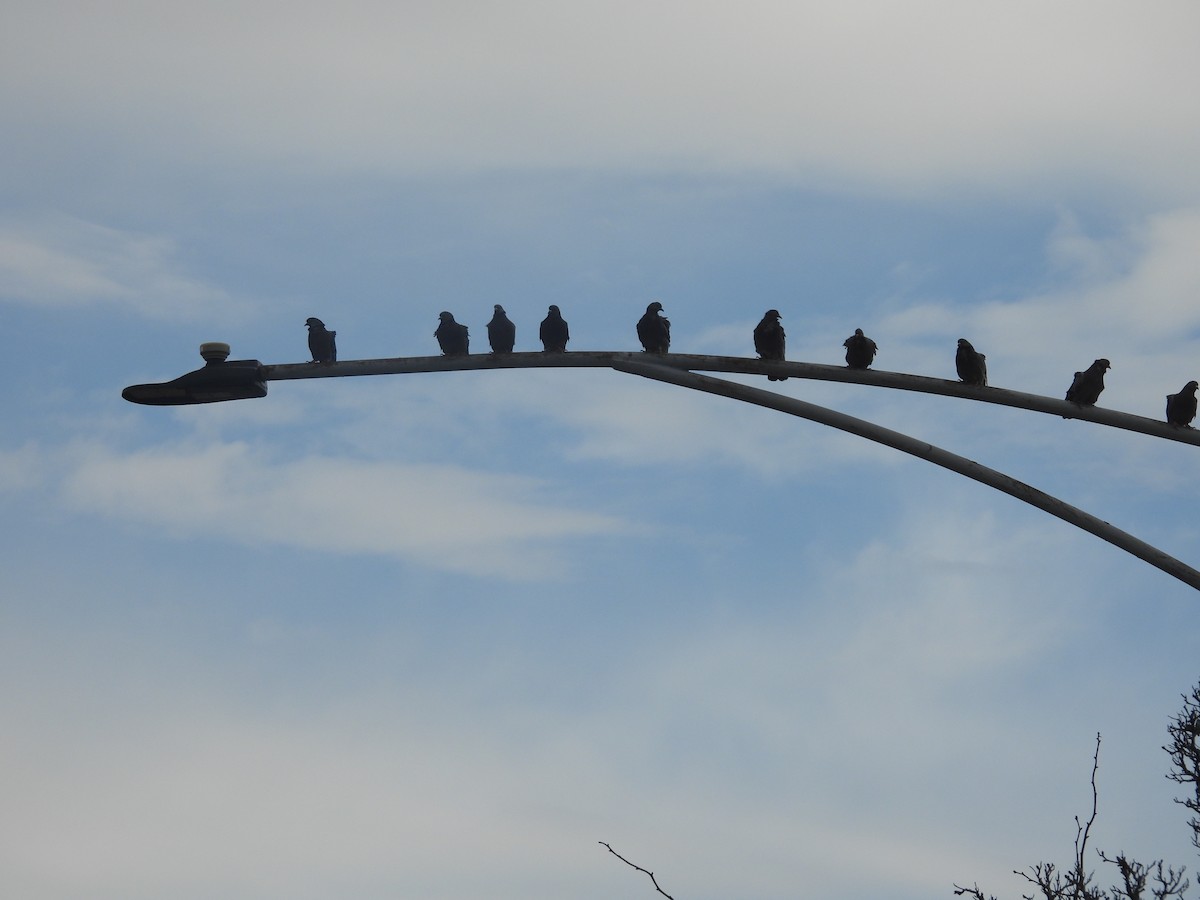 Rock Pigeon (Feral Pigeon) - ML646064263