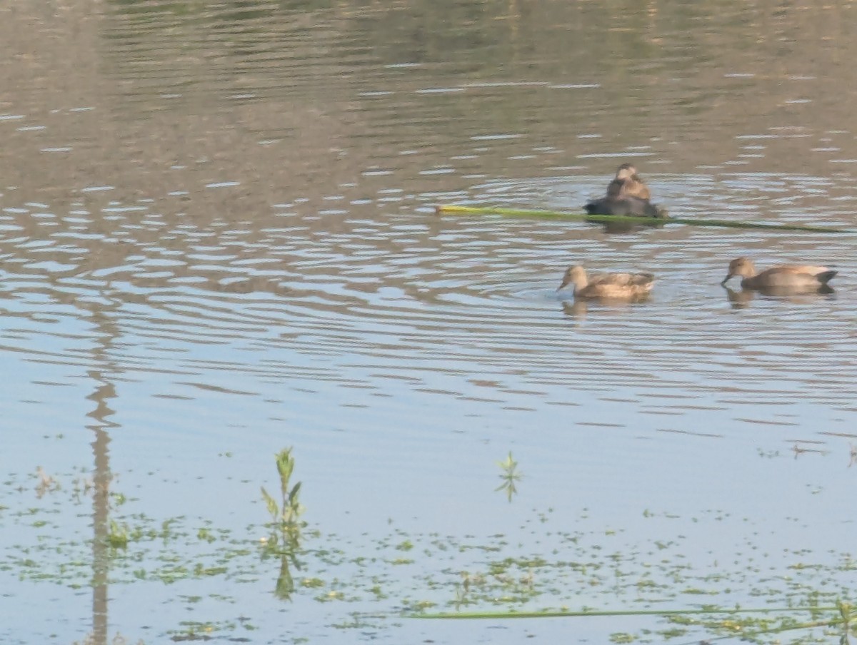 Бор нугас - ML646064264