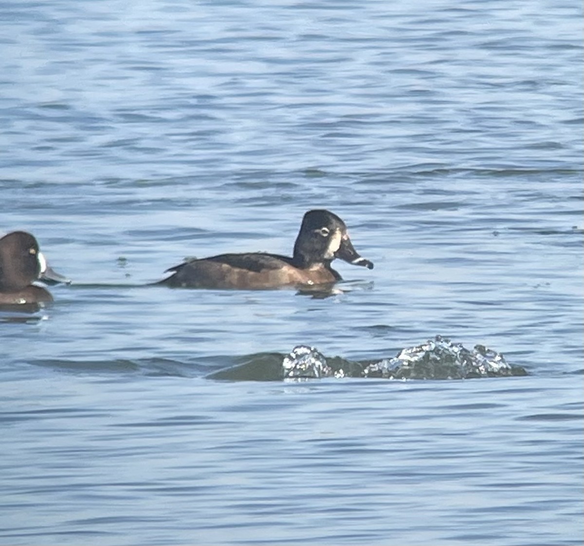 Ring-necked Duck - ML646064272