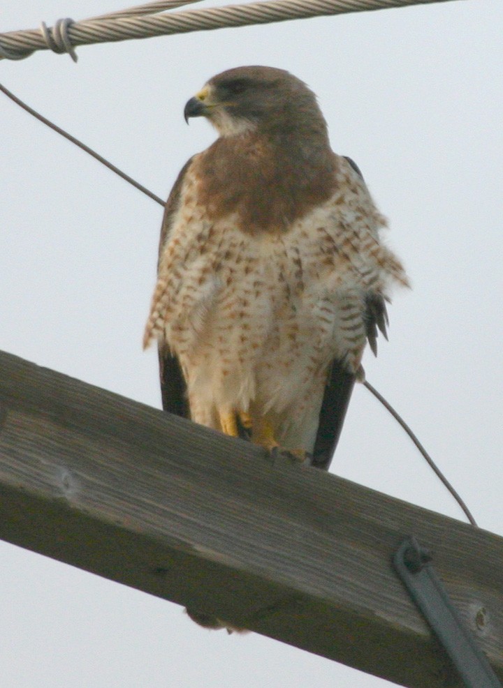 アレチノスリ - ML646064273