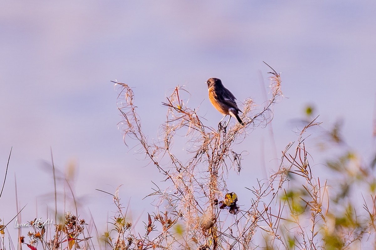 European Stonechat - ML646064291