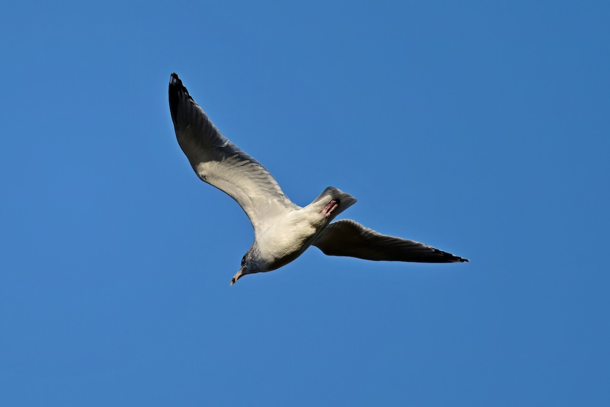 Ring-billed Gull - ML646064294