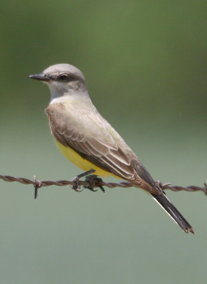 ニシタイランチョウ - ML646064298