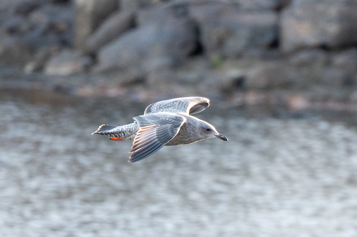 American Herring Gull - ML646064299