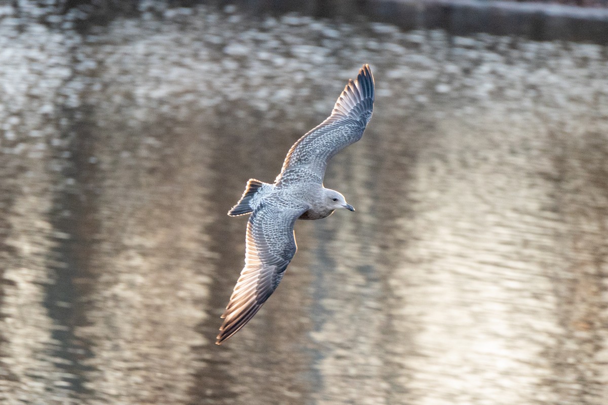American Herring Gull - ML646064303