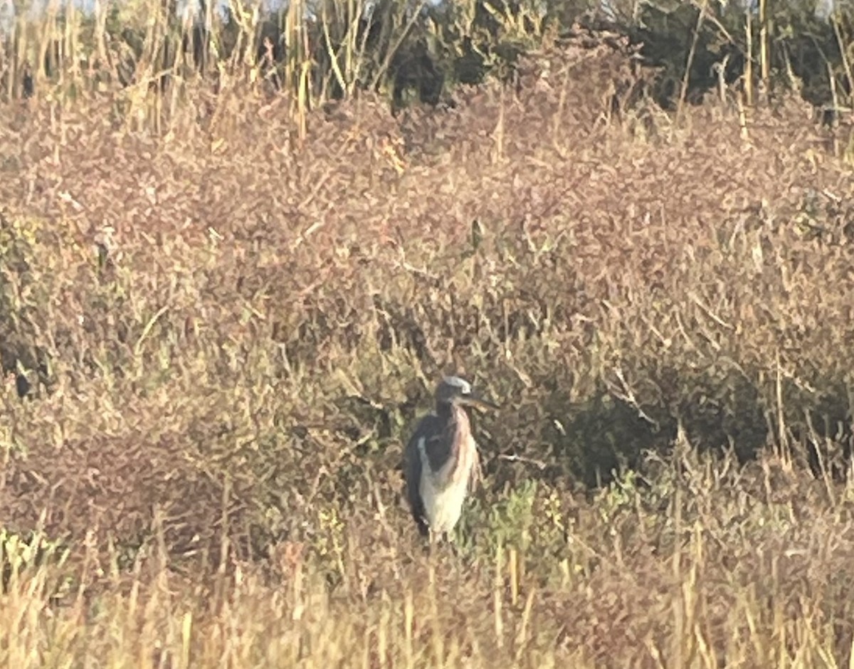 Tricolored Heron - ML646064305