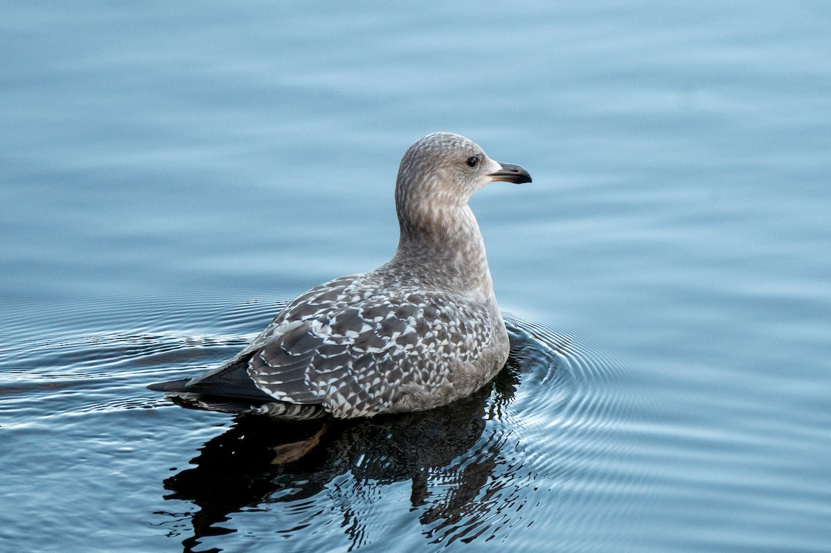 American Herring Gull - ML646064308
