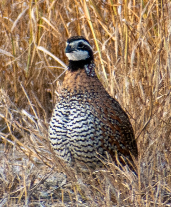 Northern Bobwhite - ML646064311