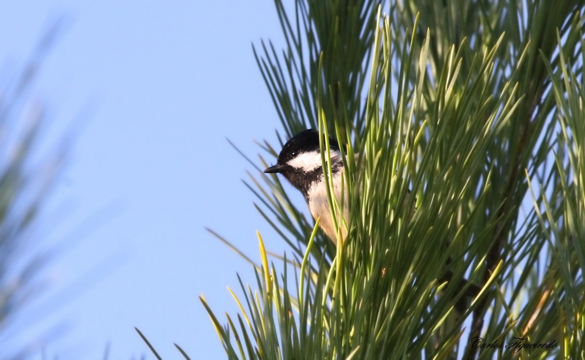 Coal Tit - ML646064315