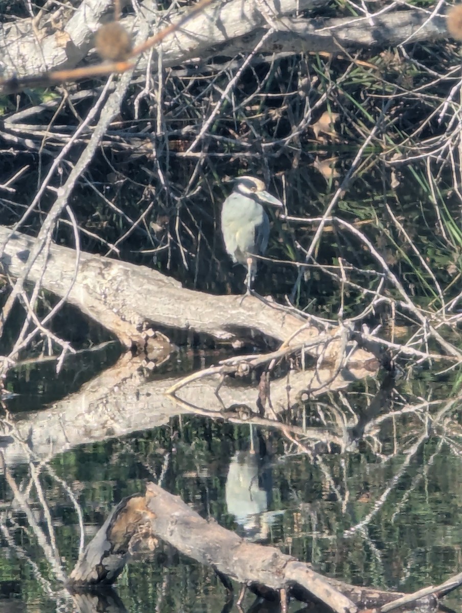 Yellow-crowned Night Heron - ML646064319