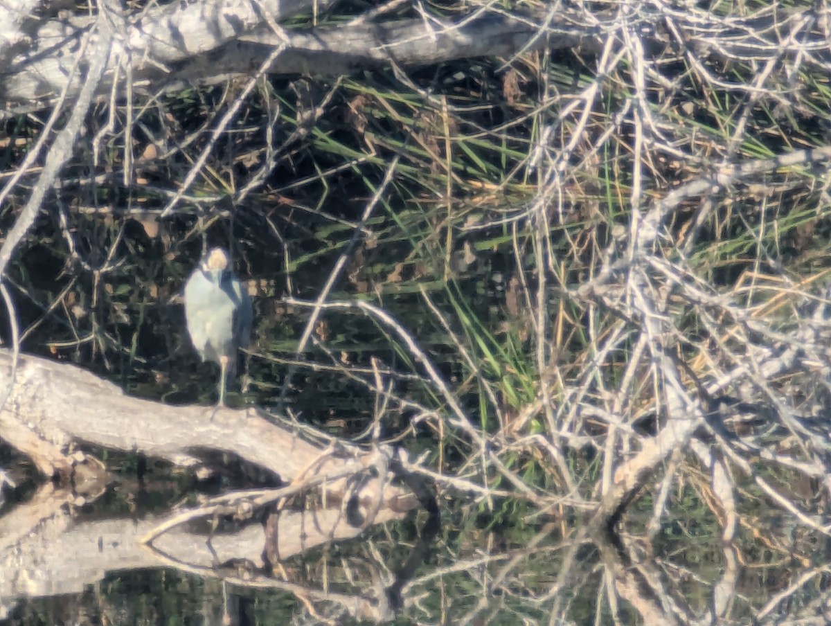 Yellow-crowned Night Heron - ML646064320