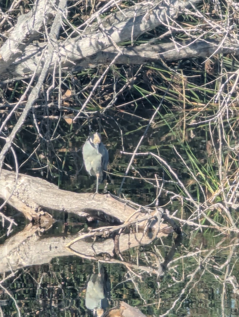 Yellow-crowned Night Heron - ML646064321