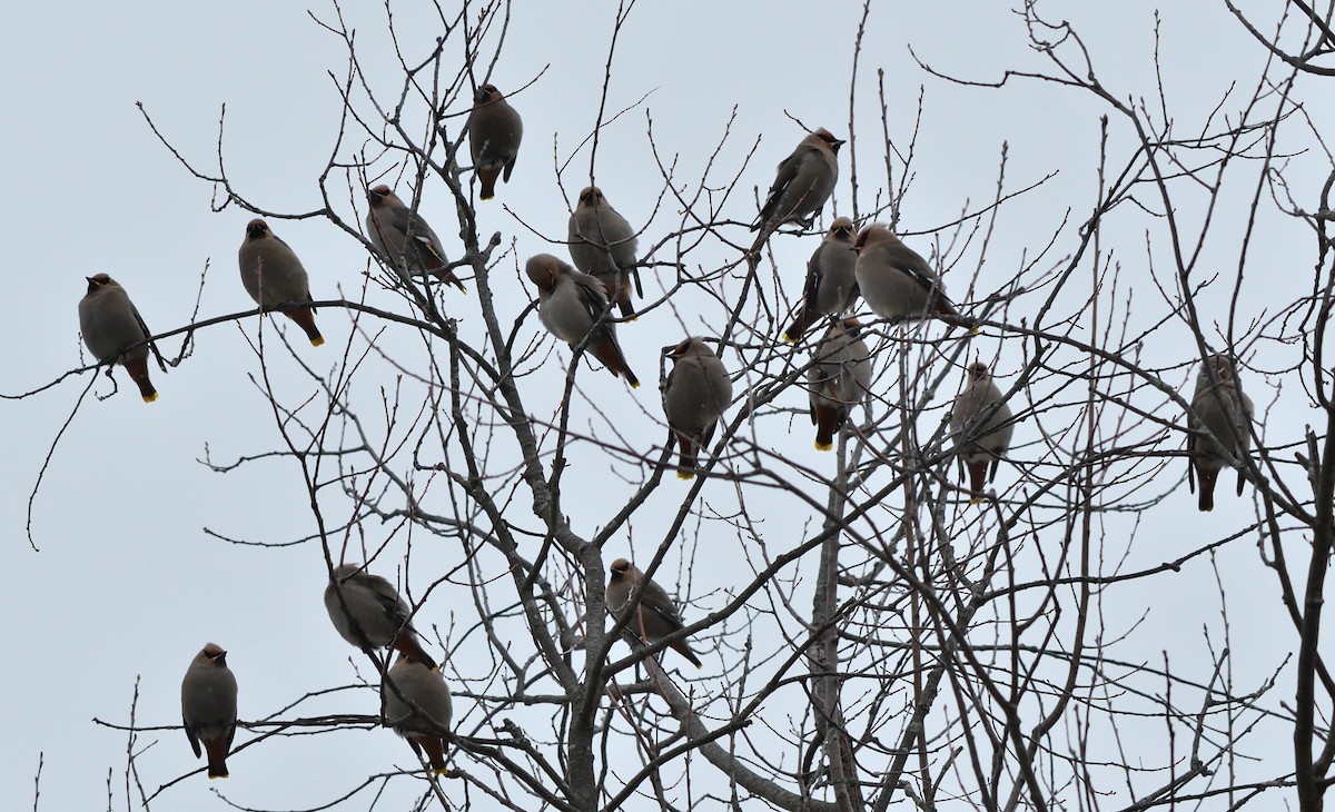 黃連雀 - ML646064322