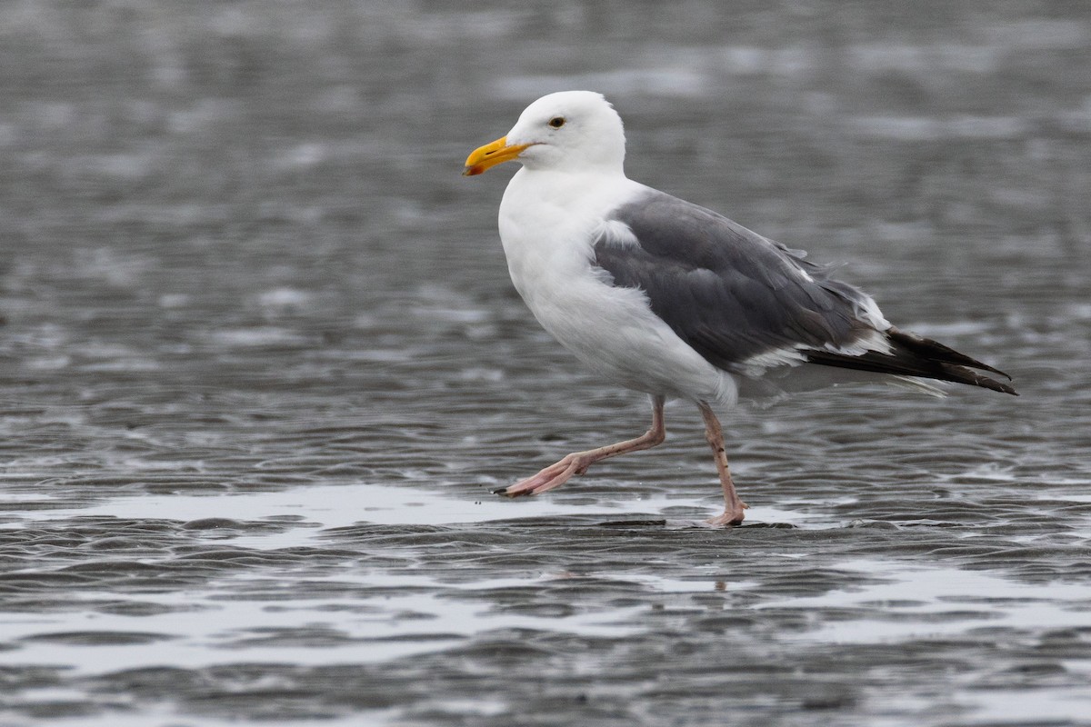 Western Gull - ML646064326