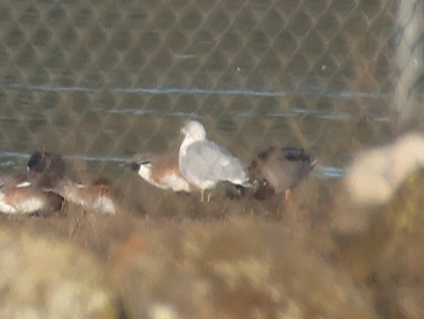 Ring-billed Gull - ML646064327