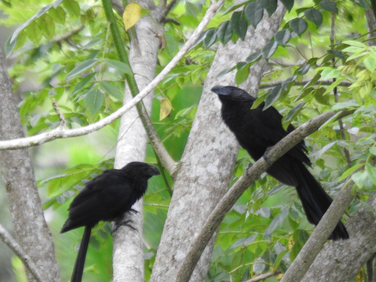 ミゾハシカッコウ - ML646064331