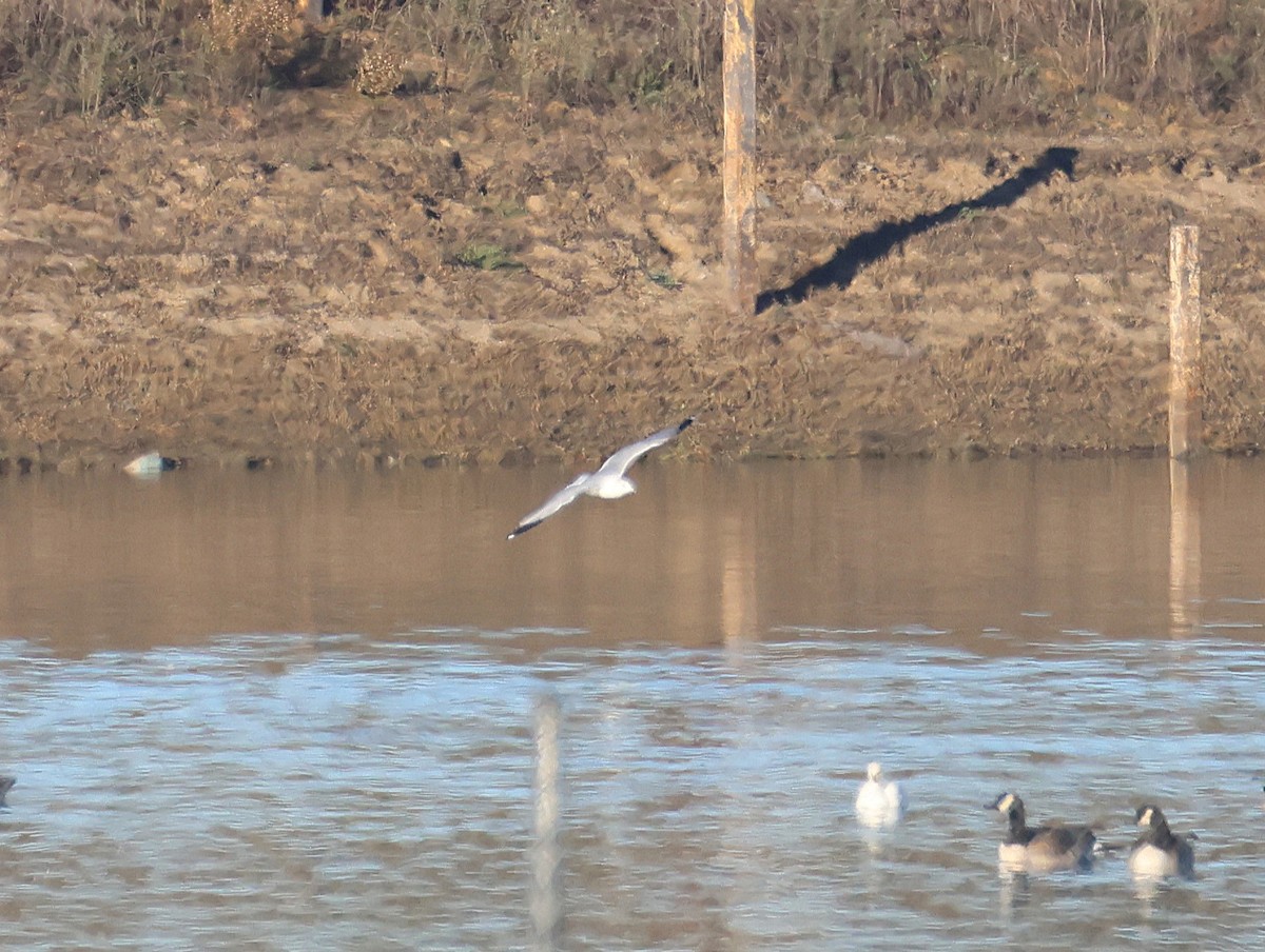 Ring-billed Gull - ML646064336