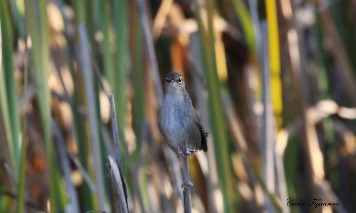 Cetti's Warbler - ML646064337