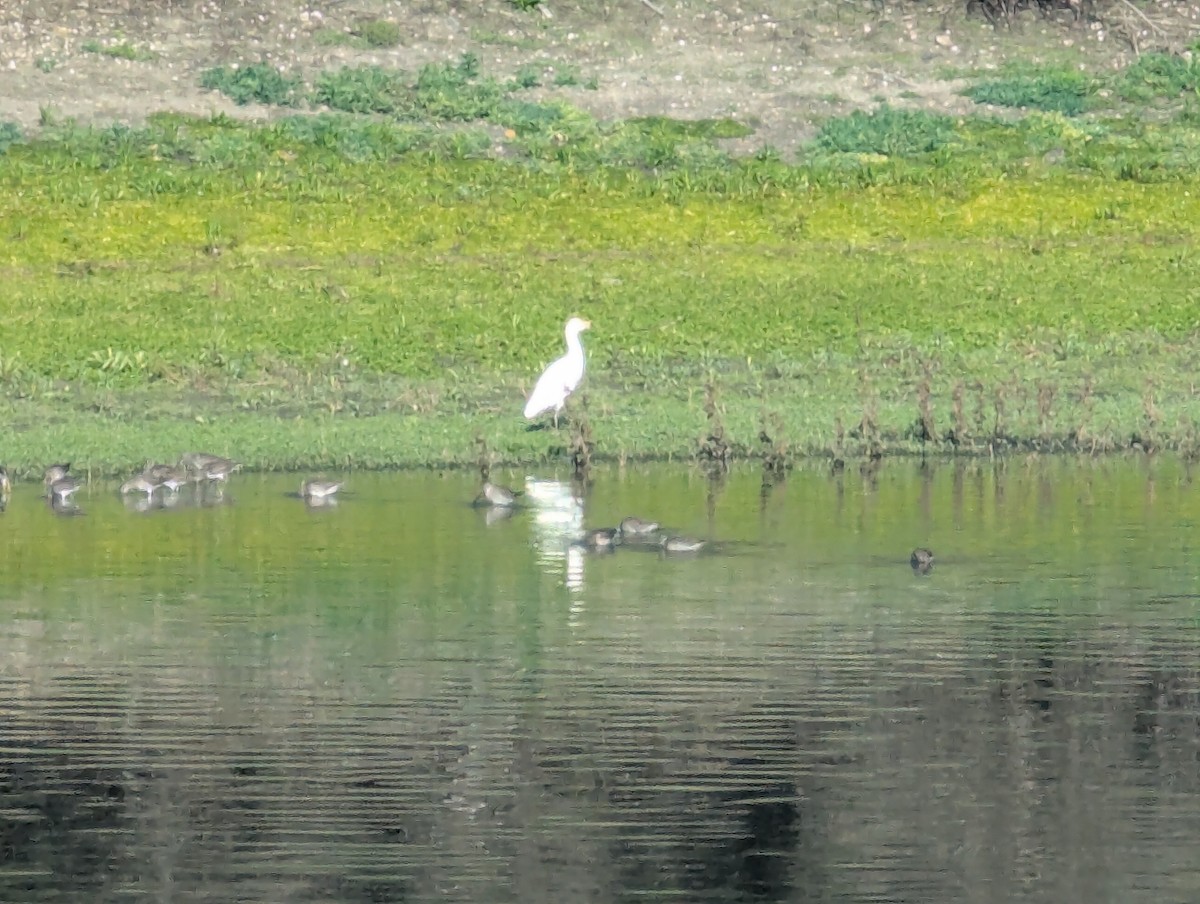 Western Cattle-Egret - ML646064338
