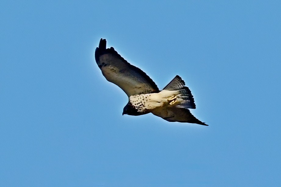 Swainson's Hawk - ML646064341