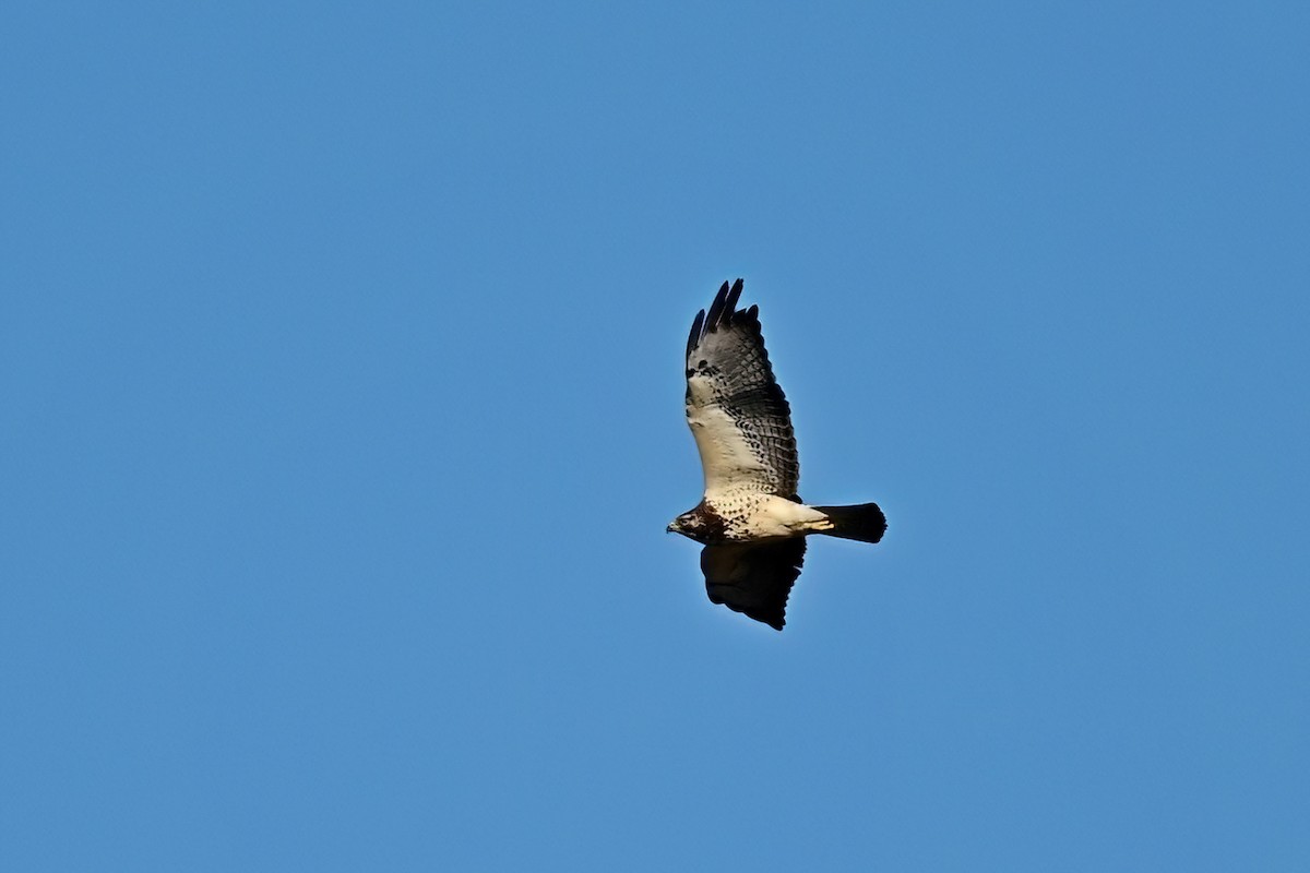 Swainson's Hawk - ML646064342