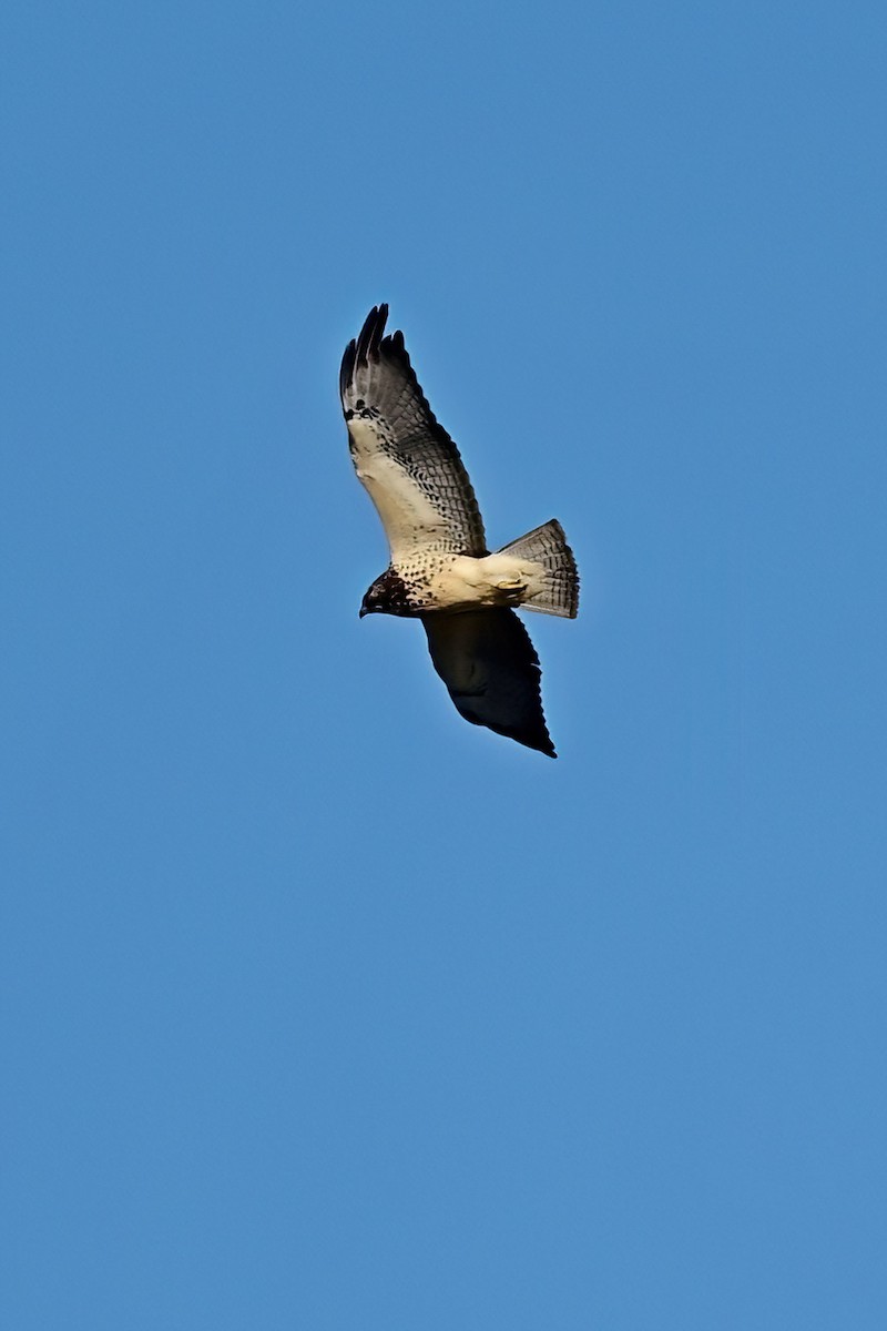 Swainson's Hawk - ML646064343