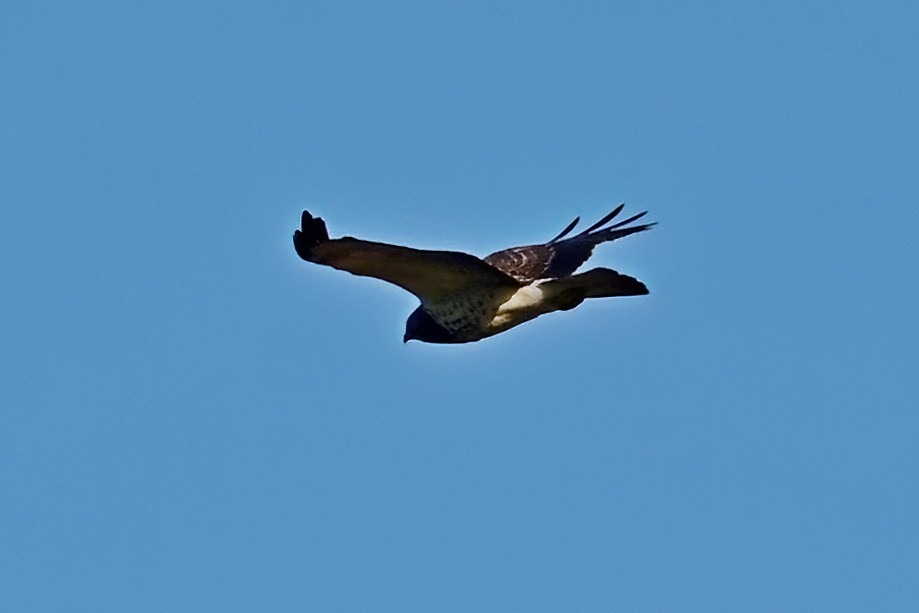 Swainson's Hawk - ML646064344