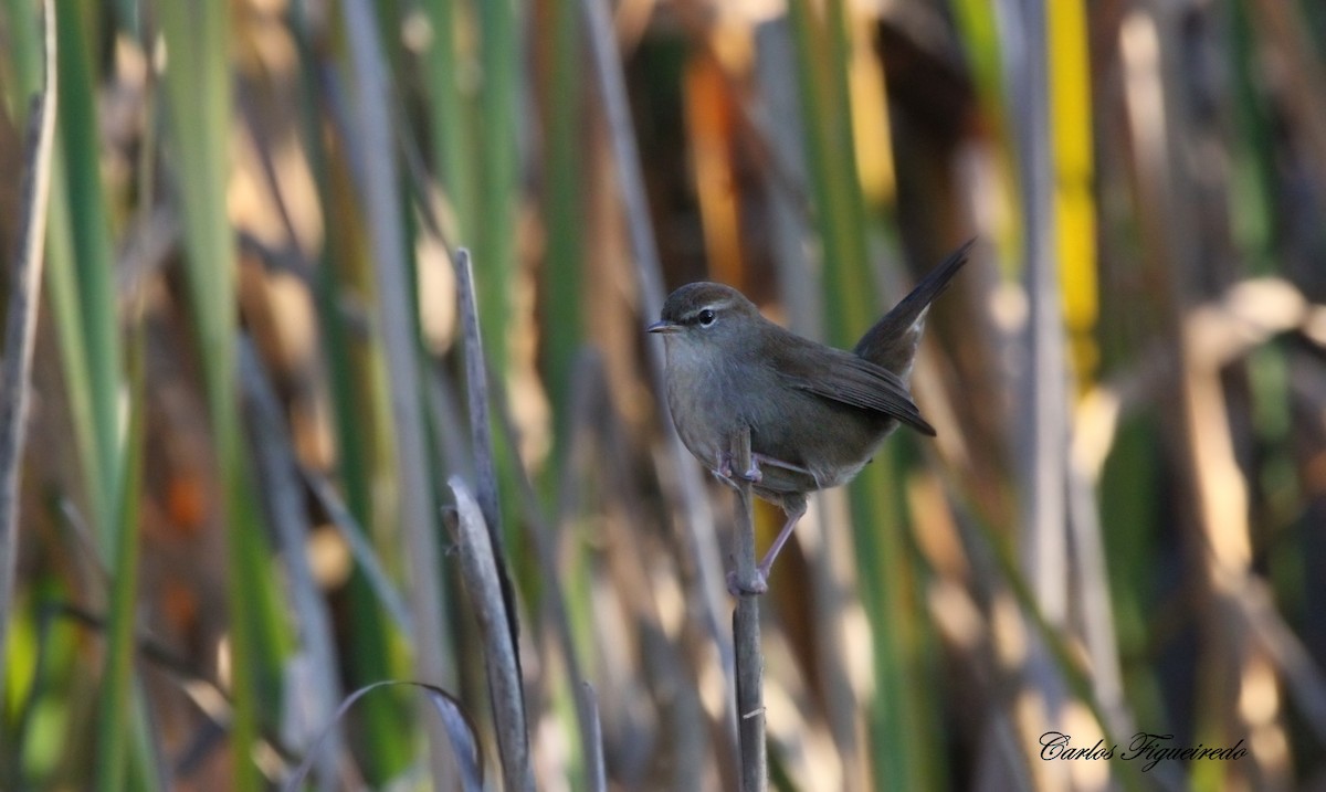 Cetti's Warbler - ML646064345