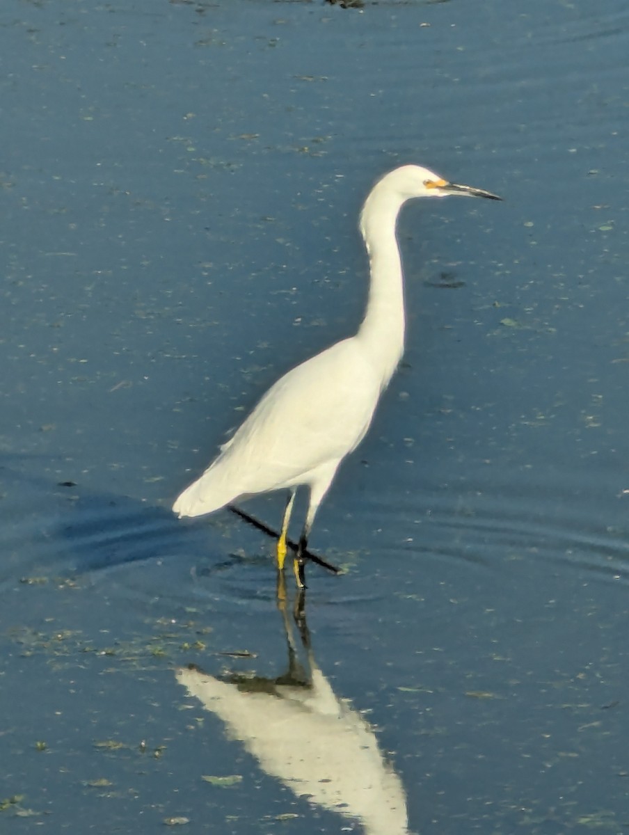 Snowy Egret - ML646064349
