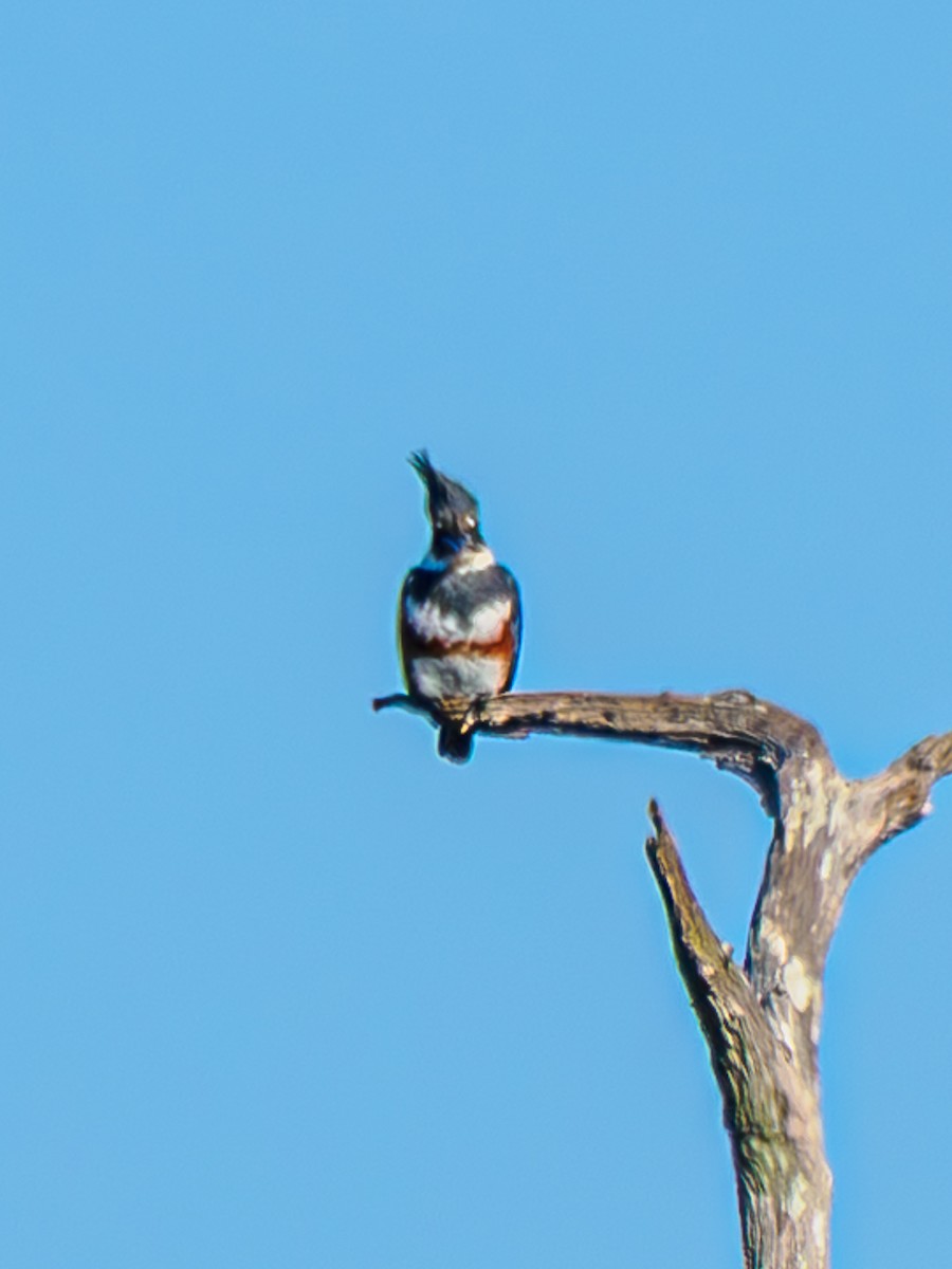 Martin handi iparramerikarra - ML646064350